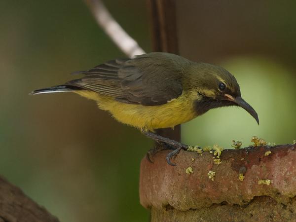 <h3><a href="/trips/gambia/biota/animalia/chordata/aves/040 passeriformes/112 nectariniidae/cinnyris cupreus/cinnyris cupreus-nl.html">Cinnyris&nbsp;cupreus</a> / Copper&nbsp;sunbird / Koperhoningzuiger</h3>OM-1 Mark II met OLYMPUS M.150-400mm F4.5 TC, 1/2000 sec  bij F6.3, ISO 5000, afstand 7.57&nbsp;m